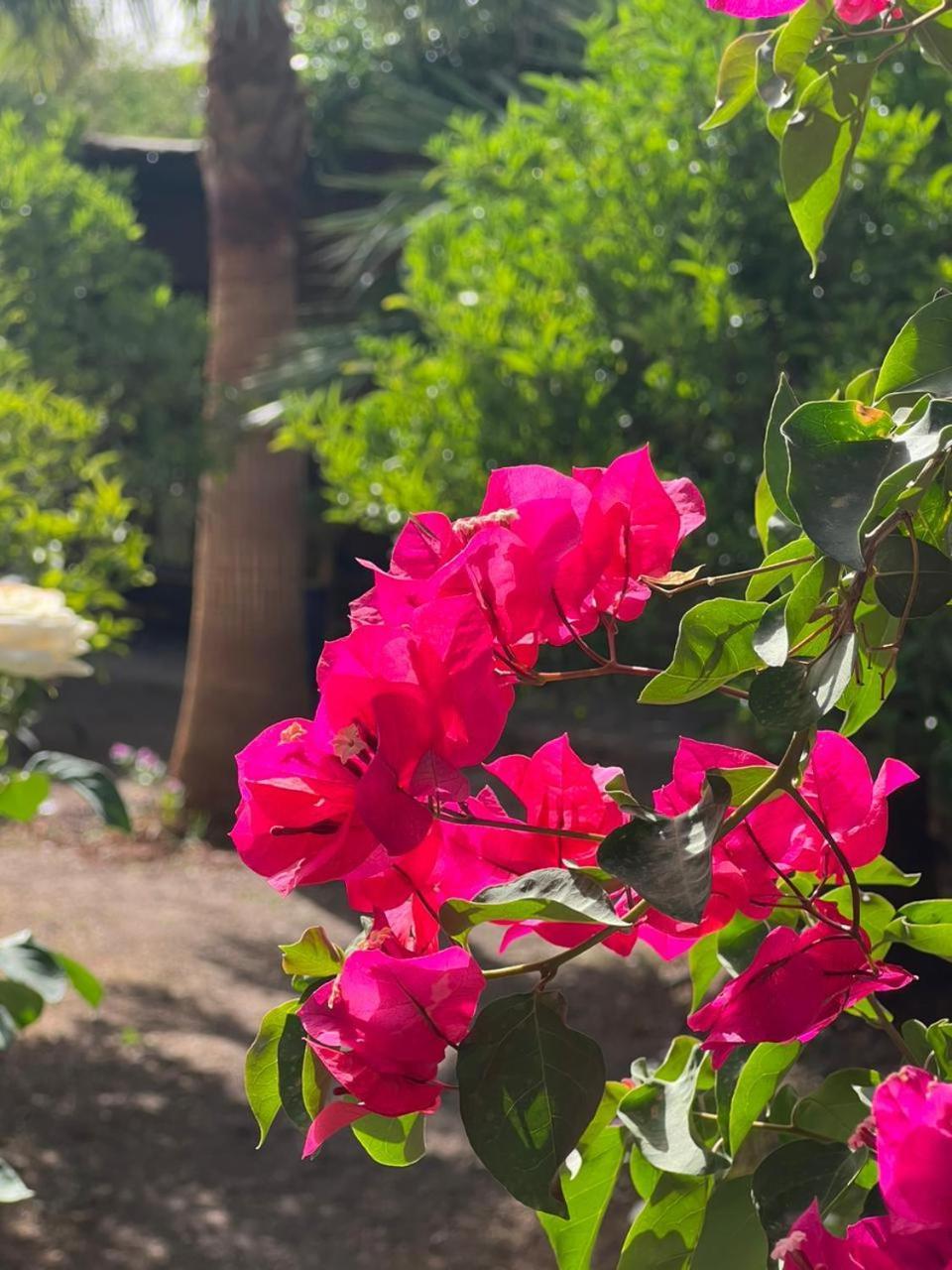 Auberge Bassou Nkob Zewnętrze zdjęcie
